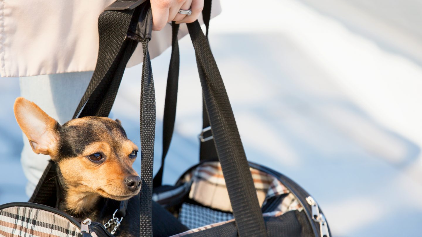 Traveling with animals