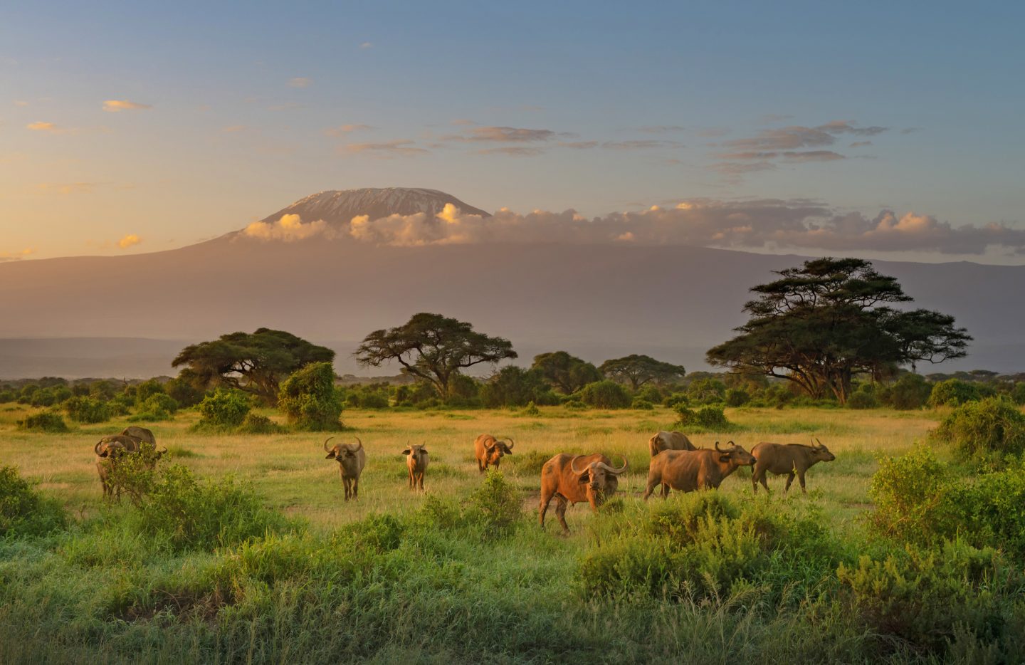 Mount Killimanjaro in Morning light, Amboseli, Kenya