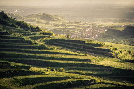 Sunset view with the vineyard terraces in the foreground and a village in the background.