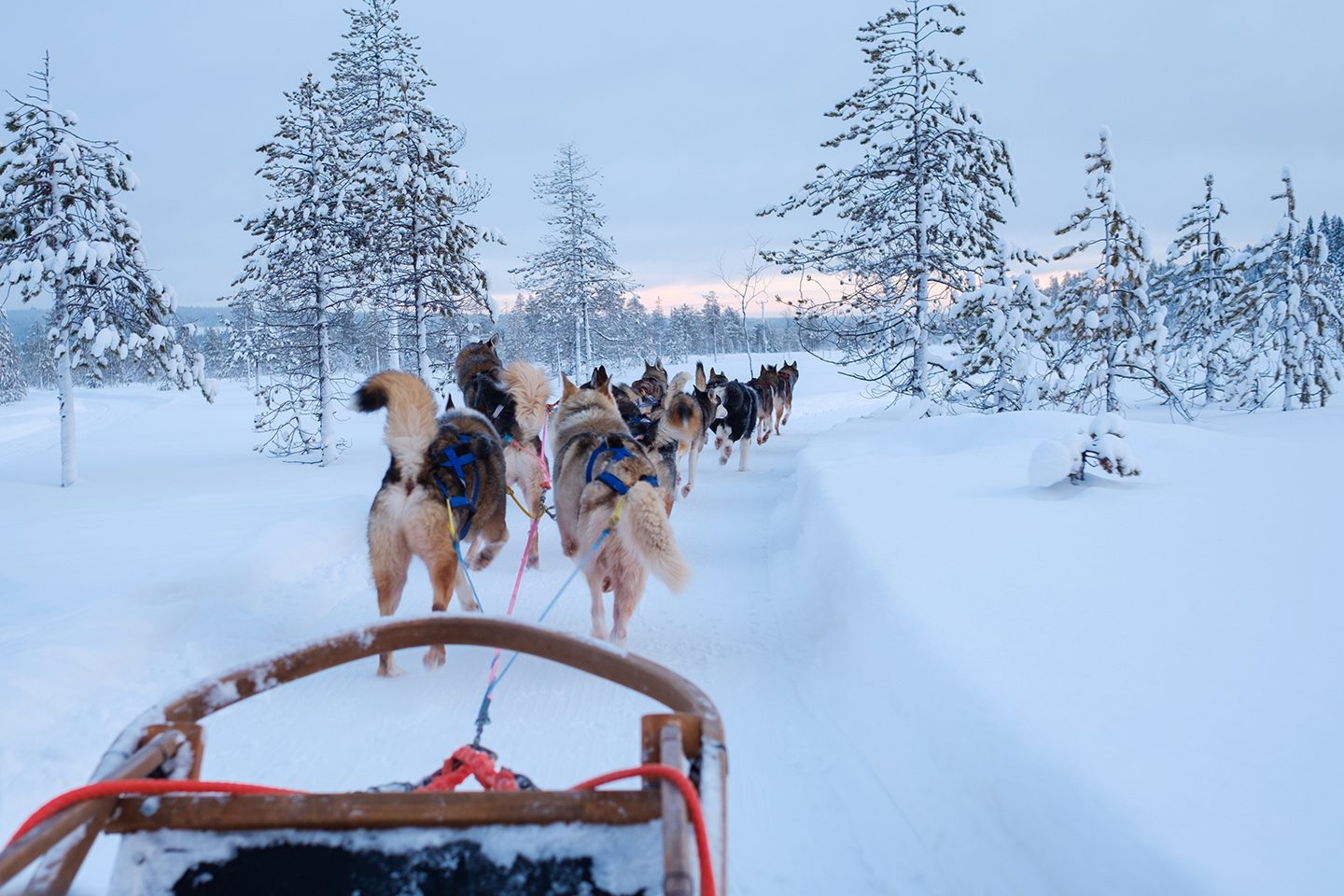 Riding husky sledge in Lapland landscape